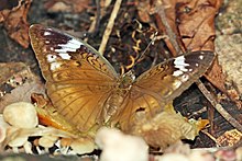 Kara palmiye ormancısı (Bebearia mardania) morph female.jpg adayı