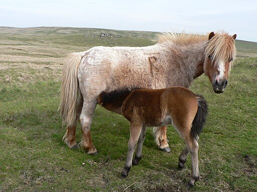 Dartmoor Ponies