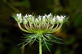 330px-Daucus_carota_May_2008-1_edit.jpg