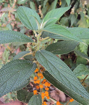 Debregeasia longifolia