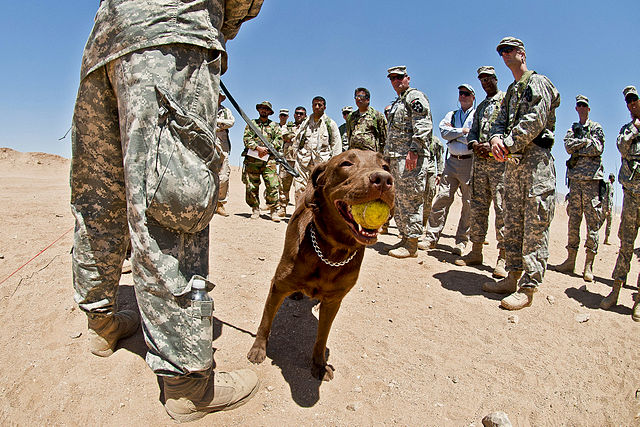 Positive reinforcement can involve a game or toy, such as this tennis ball.