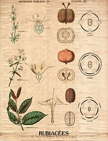 Planche botanique de trois Rubiacées, par Émile Deyrolle : Gaillet gratteron Galium aparine, Garance des teinturiers Rubia tinctorium et Caféier d'Arabie Coffea arabica