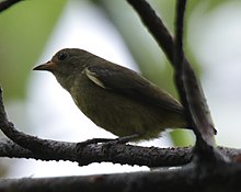 Dicaeum ignipectus аналық (кесілген) .jpg