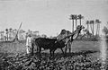 Die Gartenlaube (1892) b 796.jpg Pflügender Araber