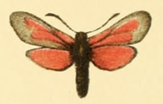 <i>Zygaena mana</i> Species of moth