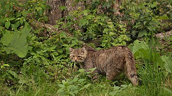 Gato-montês-europeu (Felis silvestris silvestris) em seu habitat natural na reserva de Wisentgehege Springe, perto de Springe, região de Hanôver, Alemanha. (definição 2 859 × 1 600)