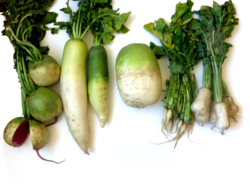 Different kinds of White Radish.png