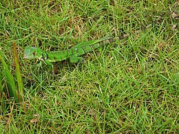 Groene Leguaan: Naamgeving en taxonomie, Uiterlijke kenmerken, Levenswijze