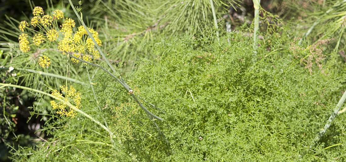 Distichoselinum tenuifolium