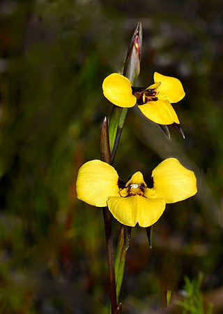 <i>Diuris purdiei</i> Species of orchid
