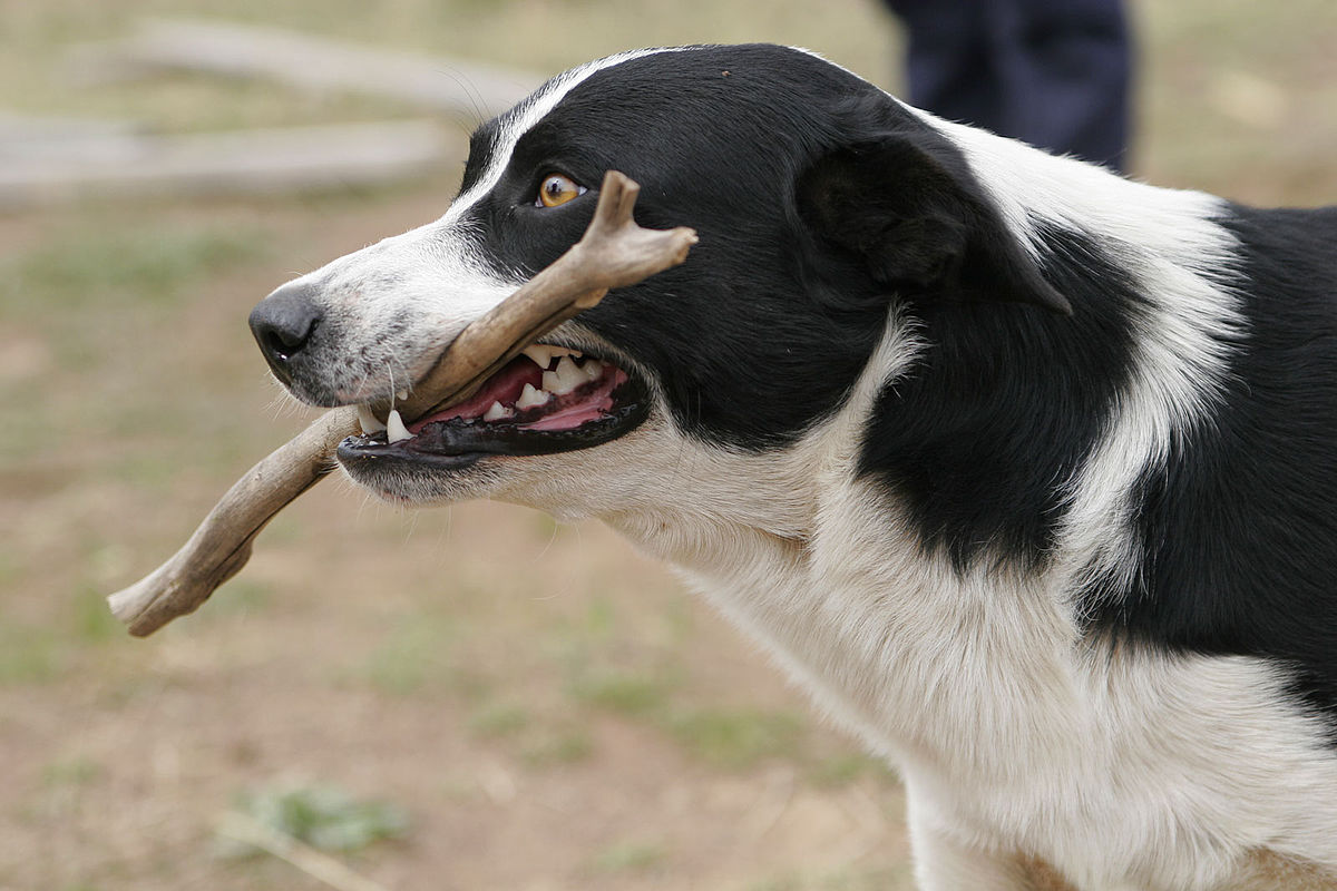 Köpeğin Ingilizcesi Ne