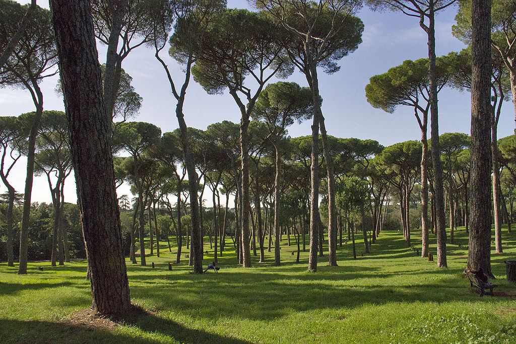 Pinède du parc Doria Pamphili à Rome. Photo de General Cucombre