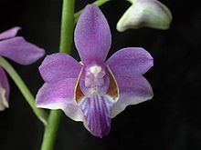 Phalaenopsis pulcherrima