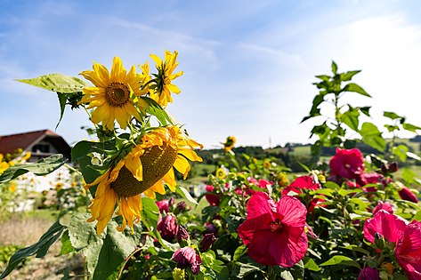 August 2022 Sonnenblumen und Hibiskus in Drumling/Burgenland Foto: Tsui