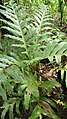kverkfolia drinario (Drynaria quercifolia)