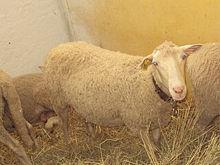 <span class="mw-page-title-main">Ruda sheep</span> Breed of sheep