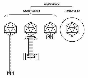 Illustrated sample of Duplodnaviria virions