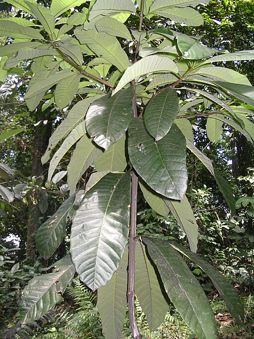 Dyera costulata - feuilles