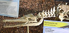 Dyrosaurus