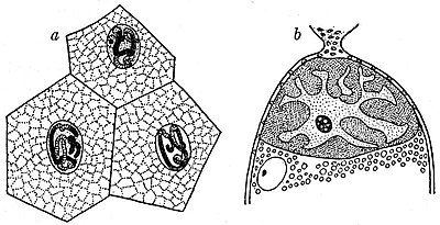 EB1911 Cytology - types of nuclei.jpg