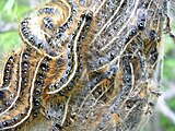 Eastern tent caterpillar nest, close.