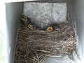 Thumbnail for File:Eastern bluebird juveniles in nest.jpg