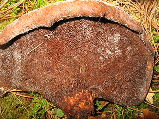 <i>Echinochaete</i> Genus of fungi