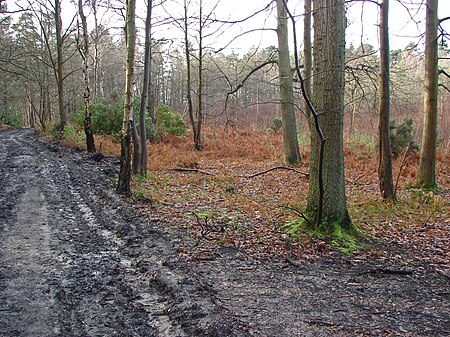 Edgbarrow Woods nature reserve