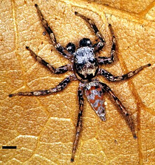 <i>Paramaevia michelsoni</i> Species of spider