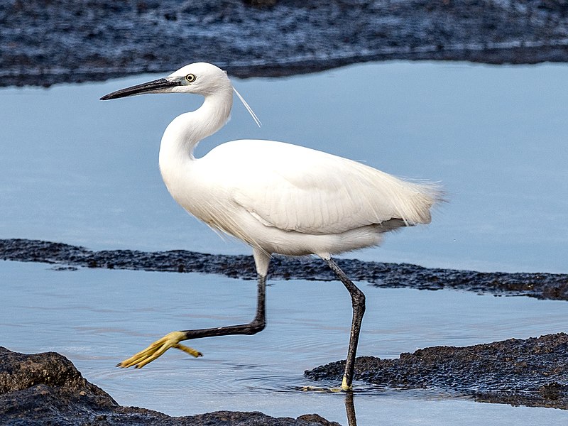 File:Egretta garzetta EM1B0094 (47336068462).jpg