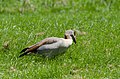 * Nomination Female Egyptian goose.--Peulle 10:20, 12 July 2018 (UTC) * Decline  Oppose Motion blurring at head. --GerifalteDelSabana 03:18, 13 July 2018 (UTC) Comment Thanks.--Peulle 18:32, 13 July 2018 (UTC)