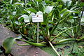 Eichhornia crassipes - Botanischer Garten, Dresden, Germany - DSC08618.JPG