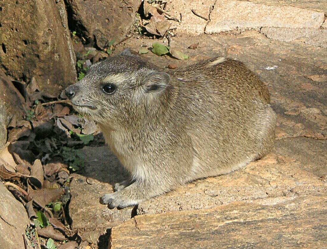 Yellow-spotted rock hyrax