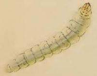 Larva Elachista albifrontella larva.JPG