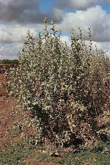 سنجد (سرده)