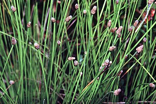 <i>Eleocharis obtusa</i> Species of grass-like plant