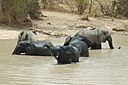 Elephants bath park w Niger 2006.jpg
