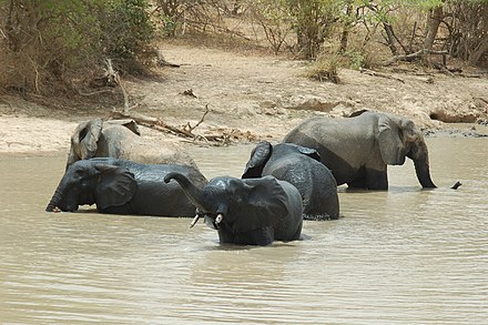Elephants taking a bath in W National Park