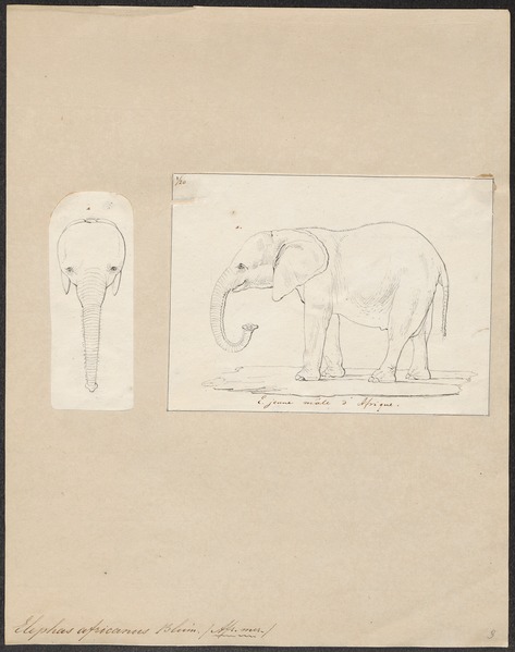 File:Elephas africanus - 1700-1880 - Print - Iconographia Zoologica - Special Collections University of Amsterdam - UBA01 IZ22000111.tif