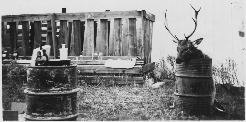 File:Elk purchased and killed by Escofie and Rodgers, taxidermists of Oklahoma City. Our barrel-top laboratory to left. - NARA - 251656.tif