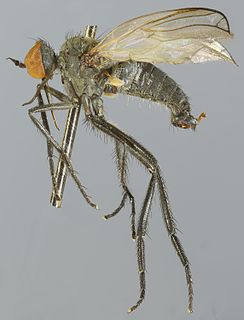 <i>Empis nigripes</i> Species of fly