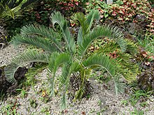 Young specimen in the Terra Nostra Garden, Azores Encephalartos laevifolius furnas 2015.jpg