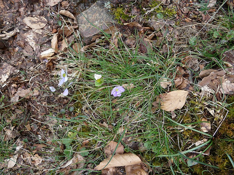 File:Entre coll Pregon i el collet de l'Home Mort P1230639.JPG