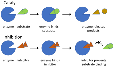 Cartoon depiction of an enzyme binding substrate to its active site and releasing product (top), and an inhibitor binding to the active site, thus preventing substrate binding