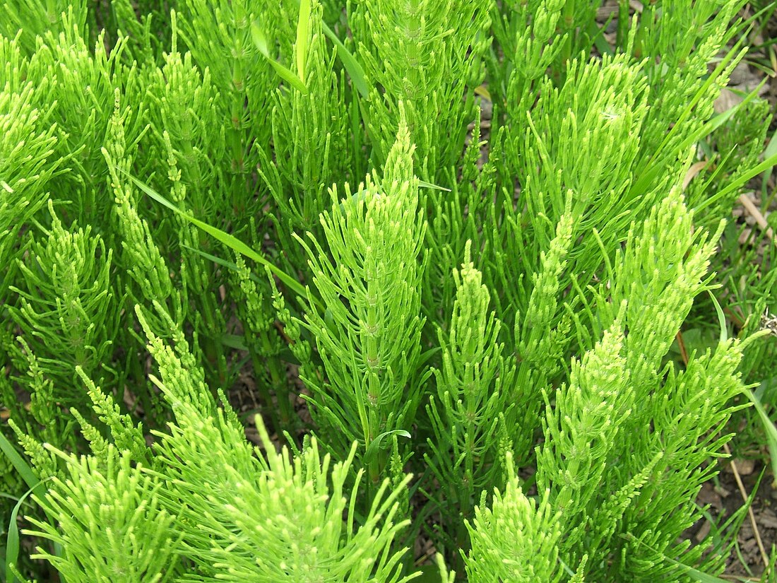 File:Equisetum arvense foliage.jpg