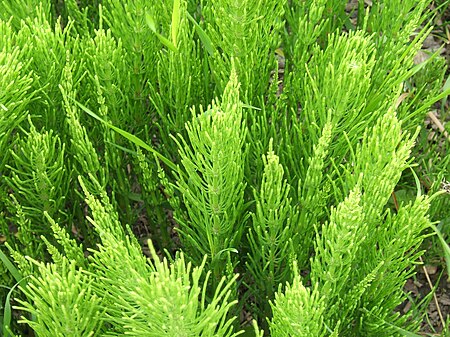 Equisetum arvense foliage.jpg