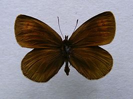 Karinthische erebia