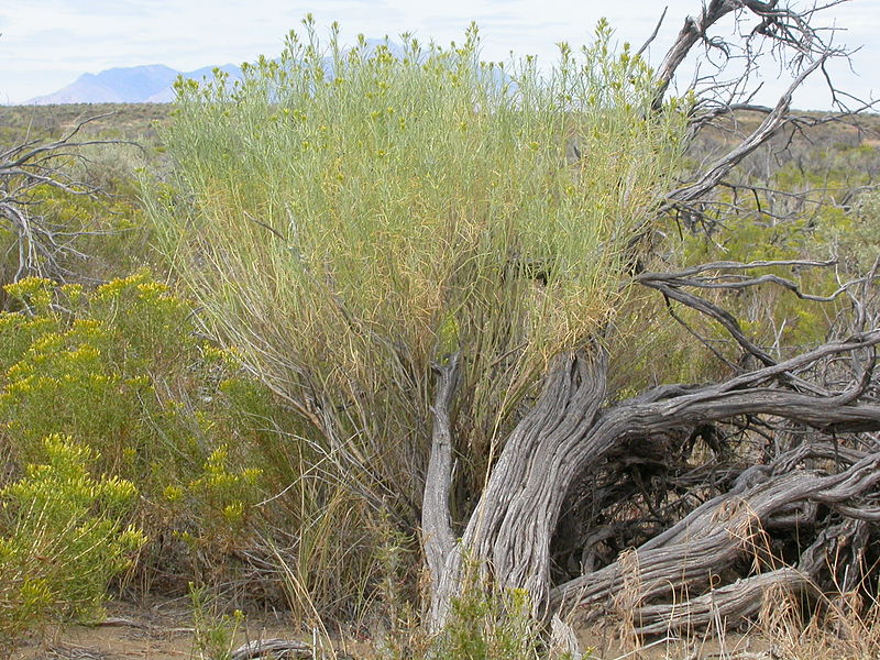 File:Ericameria nauseosa or Chrysothamnus nauseosus (4034075942).jpg