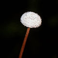 Eriocaulon decangulare flowerhead