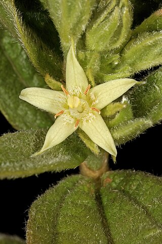 <i>Eriosemopsis</i> Plant genus